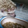 (再)ハリネズミ里親募集 サムネイル4