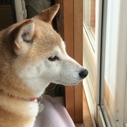 古傷‥゜゜(´O｀)°゜