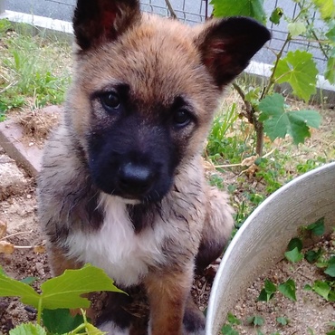 今日、お風呂に入れました。なんだか、柴犬とビーグルのあいの子