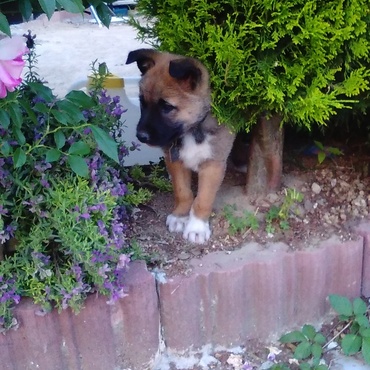 ラベンダーの生垣から外を観察中。