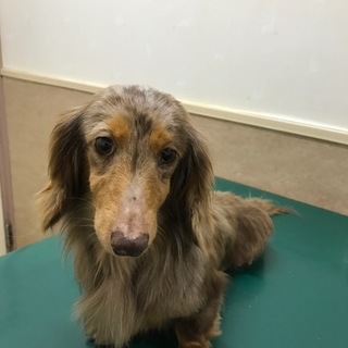 甘えん坊のチロルです