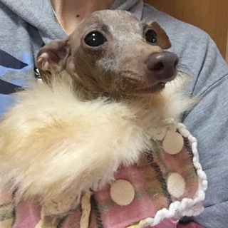 １匹だけで可愛がって下さるご家族を募集いたします