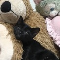 キュートな黒猫ちゃん里親募集！