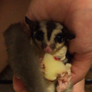 フクロモモンガ