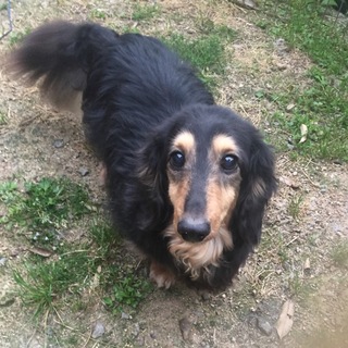 募集一時停止。ダックスたろうくん。