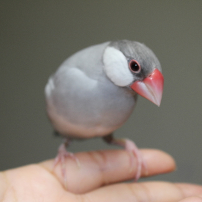おかだじろうのカバー写真