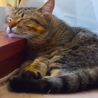 最近のお気に入りの場所みたい♪おっきくなっても甘えたで可愛い可愛いハッピーさん( ¨̮ )