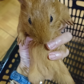 モルモットの里親募集