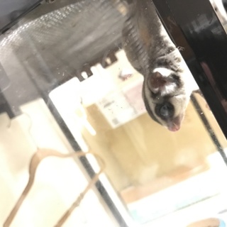 フクロモモンガ3歳の男の子です