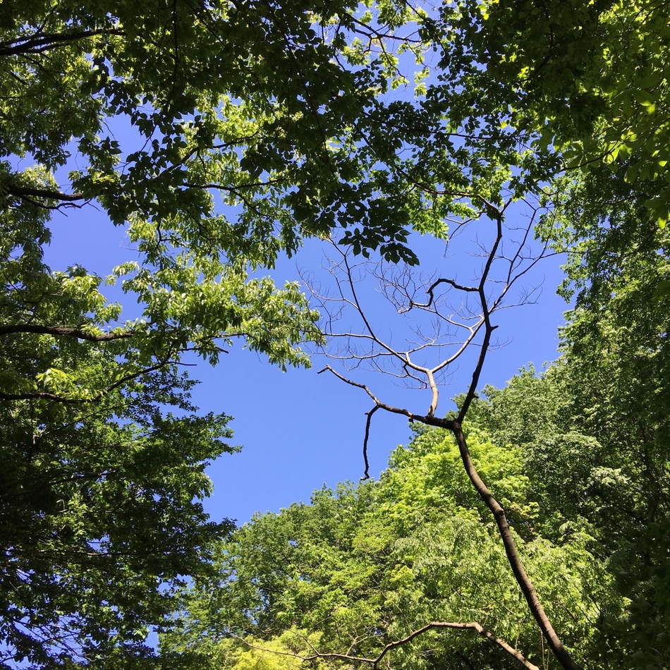 ロリのカバー写真
