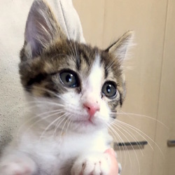 ＊子猫里親会＊一時預かりボランティアさん募集説明会