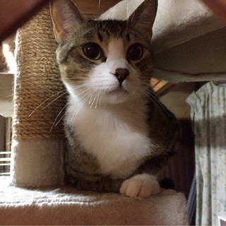 トライアル決定！爆音ゴロゴロ　ツネオくん(被災猫)