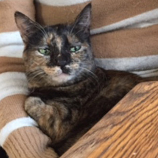 さび猫好きにおすすめ可愛い３歳半”チイサビちゃん”