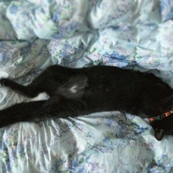 「クーちゃんのエンジェルマーク」サムネイル1