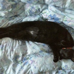 「クーちゃんのエンジェルマーク」サムネイル2