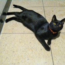 「クーちゃんのエンジェルマーク」サムネイル3