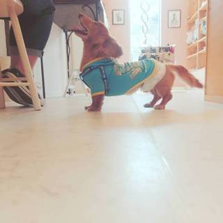 【急募】M・ダックス 8才　