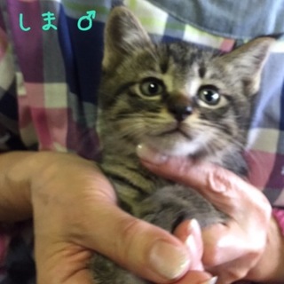 ありがとうございます。キジ猫しま君