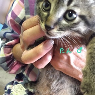 里親決定。慎重派のキジ猫たん君