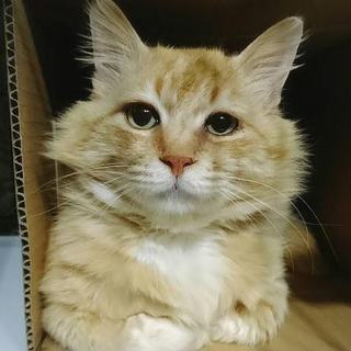 【茶々丸】長毛タレ目の男の子