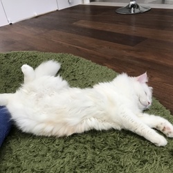 ホウロウ桶ネコ