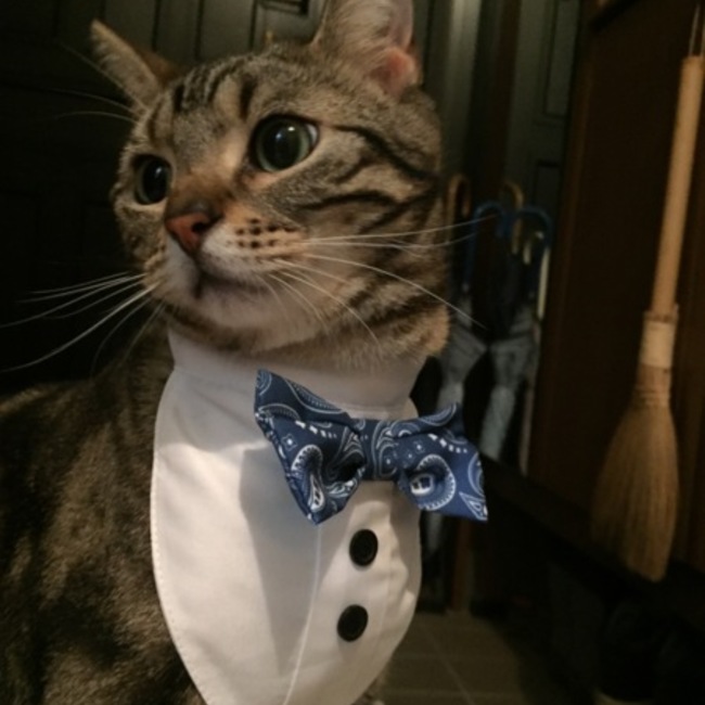 ヨ厶メダのカバー写真