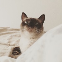 麦