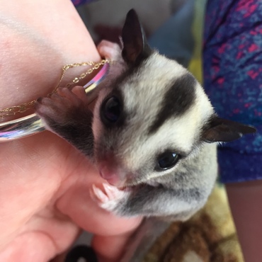 シャーロットの写真