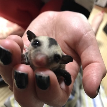 シャーロットの写真