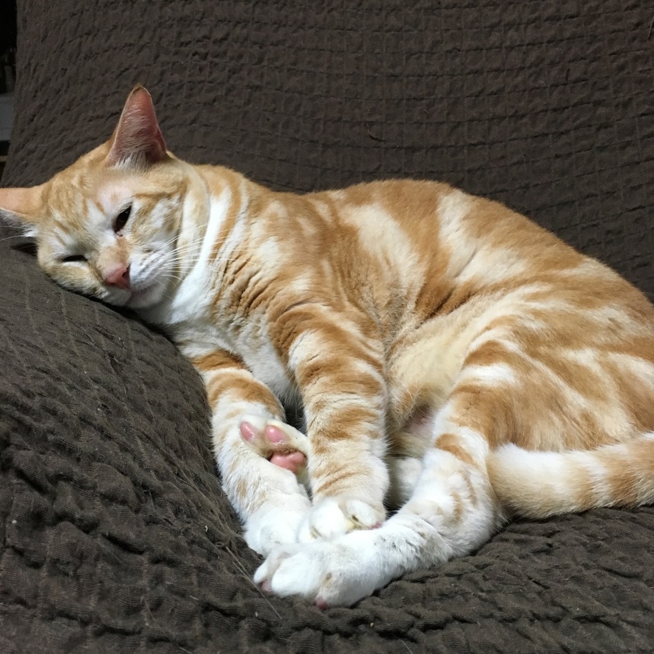 ネコのカバー写真