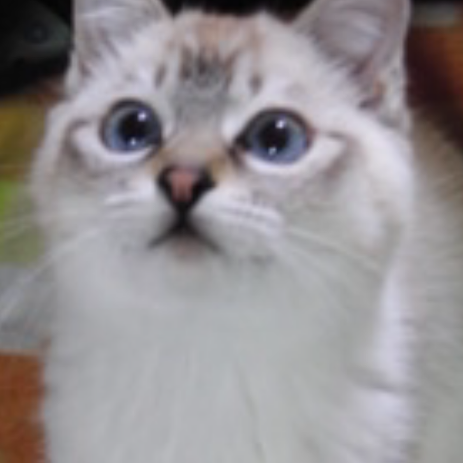 はなのカバー写真
