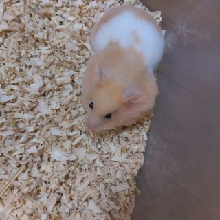 新しいお家が決まりました(*^.^*)