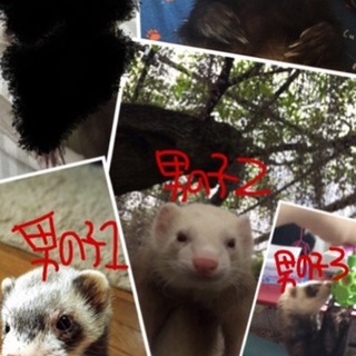 ドタキャンの為再度募集フェレット4匹