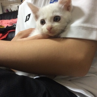 真っ白な可愛い子猫