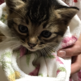 生後1ヶ月頃の仔猫の里親さん募集してます