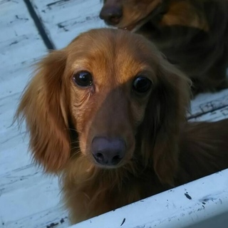 繁殖所引退犬♀高齢者可能！可愛いダックス女の子♀