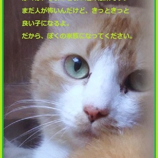 多頭崩壊　　飼い主さん募集　　茶しろ男子