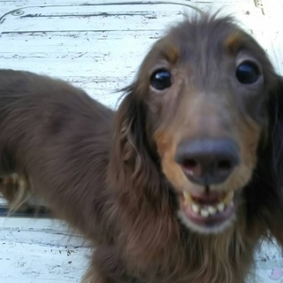 繁殖所引退犬♀高齢者可！チョコタンの女の子♀