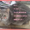 多頭崩壊　　飼い主さん募集　　グレーの女の子 サムネイル2