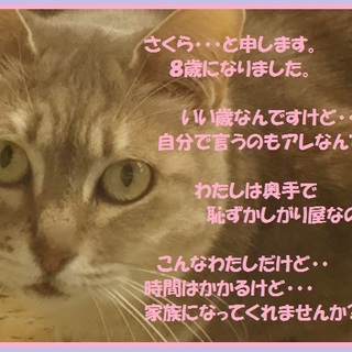 多頭崩壊　　飼い主さん募集　　グレーの女の子