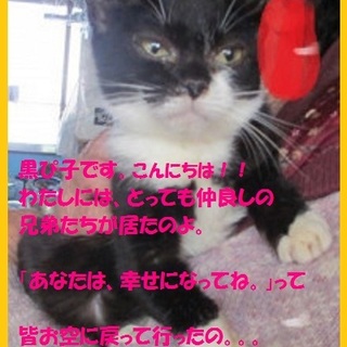 多頭崩壊　飼い主さん募集　　黒白の女の子