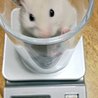 の写真