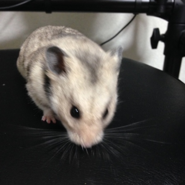 フカ2のカバー写真