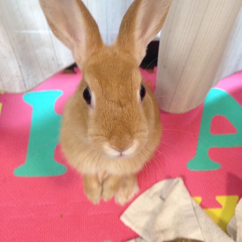 マッシュのカバー写真