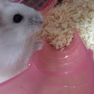 里親さん募集します