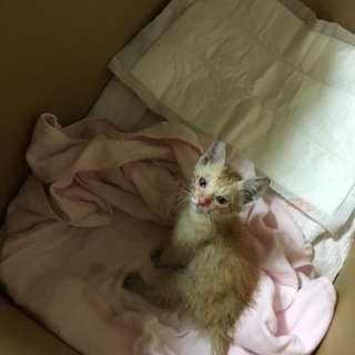 自動販売機の下で保護しました。