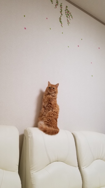 黄金の胴長短足マンチ3才、10月で4才(*^ーﾟ) サムネイル2