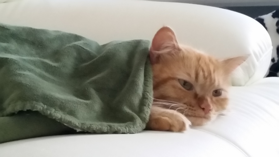 黄金の胴長短足マンチ3才、10月で4才(*^ーﾟ) サムネイル3