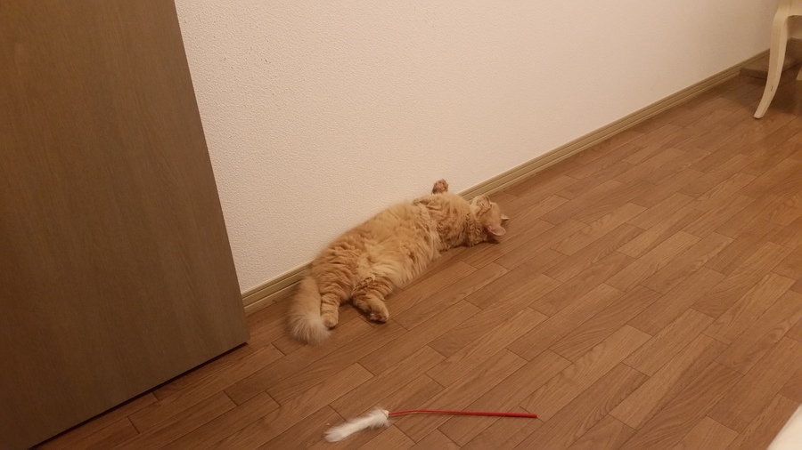 黄金の胴長短足マンチ3才、10月で4才(*^ーﾟ) サムネイル4