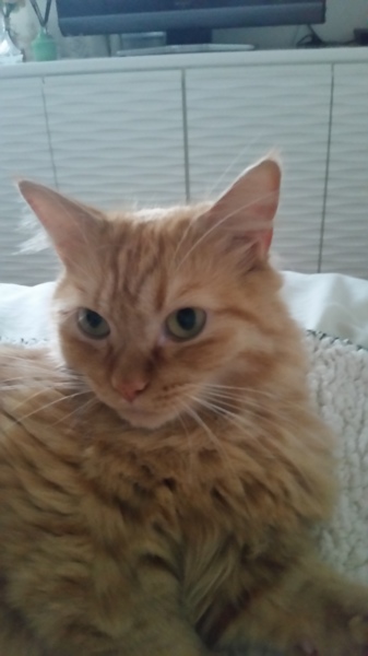 黄金の胴長短足マンチ3才、10月で4才(*^ーﾟ) サムネイル5